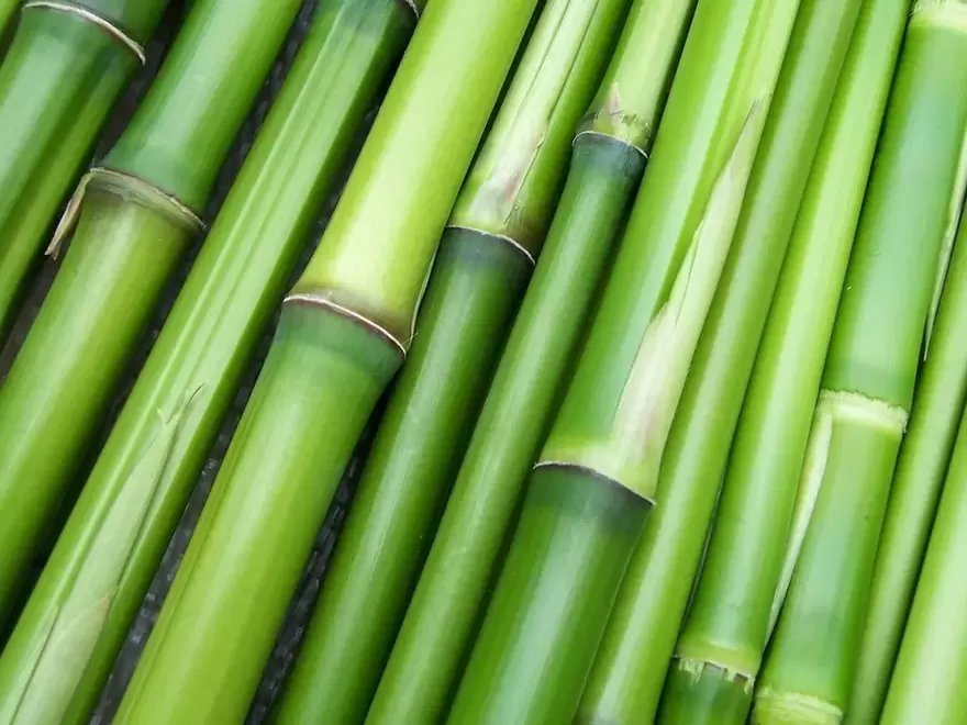 sėkmės amuletas-bambukas