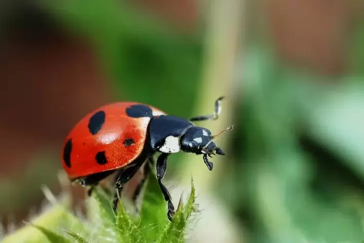 sėkmės amuletas-ladybug